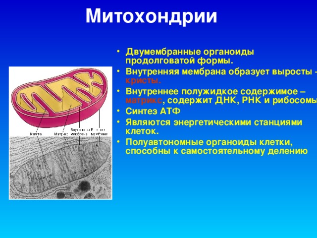 Митохондрии Двумембранные органоиды продолговатой формы. Внутренняя мембрана образует выросты – кристы. Внутреннее полужидкое содержимое – матрикс , содержит ДНК, РНК и рибосомы. Синтез АТФ Являются энергетическими станциями клеток. Полуавтономные органоиды клетки, способны к самостоятельному делению    