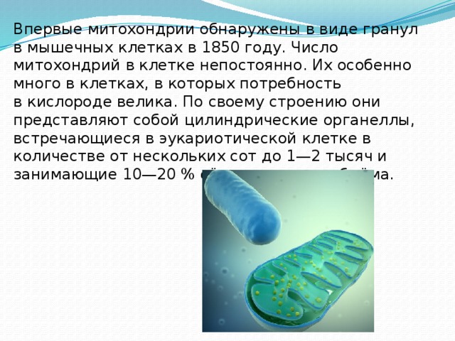 Впервые митохондрии обнаружены в виде гранул в мышечных клетках в 1850 году. Число митохондрий в клетке непостоянно. Их особенно много в клетках, в которых потребность в кислороде велика. По своему строению они представляют собой цилиндрические органеллы, встречающиеся в эукариотической клетке в количестве от нескольких сот до 1—2 тысяч и занимающие 10—20 % её внутреннего объёма. 