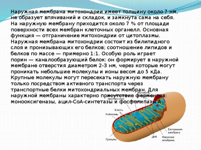 Наружная мембрана митохондрии имеет толщину около 7 нм, не образует впячиваний и складок, и замкнута сама на себя. На наружную мембрану приходится около 7 % от площади поверхности всех мембран клеточных органелл. Основная функция — отграничение митохондрии от цитоплазмы. Наружная мембрана митохондрии состоит из билипидного слоя и пронизывающих его белков; соотношение липидов и белков по массе — примерно 1:1. Особую роль играет порин — каналообразующий белок: он формирует в наружной мембране отверстия диаметром 2-3 нм, через которые могут проникать небольшие молекулы и ионы весом до 5 кДа. Крупные молекулы могут пересекать наружную мембрану только посредством активного транспорта через транспортные белки митохондриальных мембран. Для наружной мембраны характерно присутствие ферментов: монооксигеназы, ацил-СоА-синтетазы и фосфолипазы А 2 . 