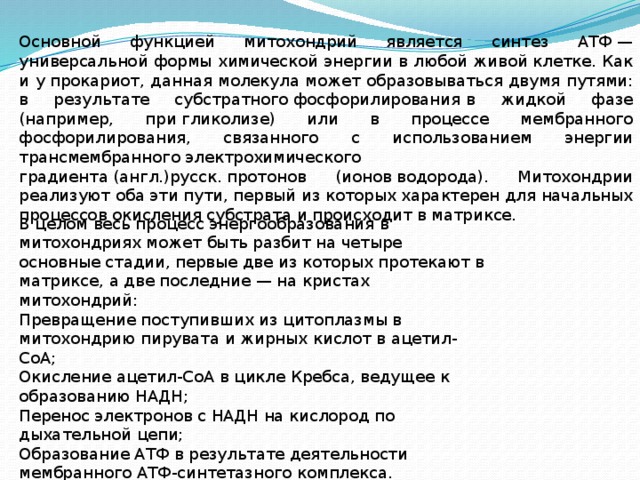Основной функцией митохондрий является синтез АТФ — универсальной формы химической энергии в любой живой клетке. Как и у прокариот, данная молекула может образовываться двумя путями: в результате субстратного фосфорилирования в жидкой фазе (например, при гликолизе) или в процессе мембранного фосфорилирования, связанного с использованием энергии трансмембранного электрохимического градиента (англ.)русск. протонов (ионов водорода). Митохондрии реализуют оба эти пути, первый из которых характерен для начальных процессов окисления субстрата и происходит в матриксе. В целом весь процесс энергообразования в митохондриях может быть разбит на четыре основные стадии, первые две из которых протекают в матриксе, а две последние — на кристах митохондрий: Превращение поступивших из цитоплазмы в митохондрию пирувата и жирных кислот в ацетил-СоА; Окисление ацетил-СоА в цикле Кребса, ведущее к образованию НАДН; Перенос электронов с НАДН на кислород по дыхательной цепи; Образование АТФ в результате деятельности мембранного АТФ-синтетазного комплекса. 