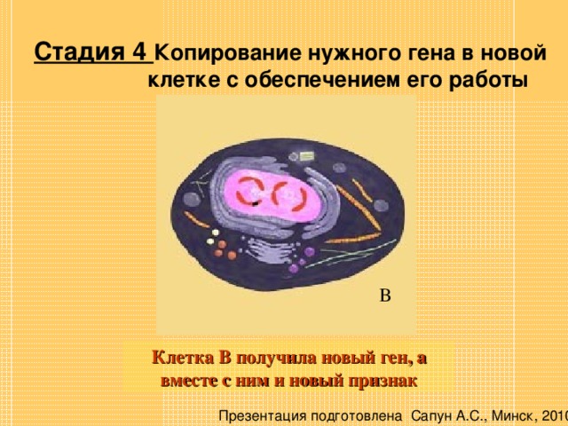 Стадия 4 Копирование нужного гена в новой   клетке с обеспечением его работы В Клетка В получила новый ген, а вместе с ним и новый признак Презентация подготовлена Сапун А.С., Минск, 2010 