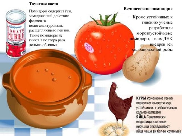 Томатная паста Помидоры содержат ген, замедляющий действие фермента полигалактуроназы, расщепляющего пектин. Такие помидоры не гниют в полтора раза дольше обычных Вечносвежие помидоры Кроме устойчивых к гниению ученые разработали морозоустойчивые помидоры, - в их ДНК внедрен ген холодноводной рыбы 