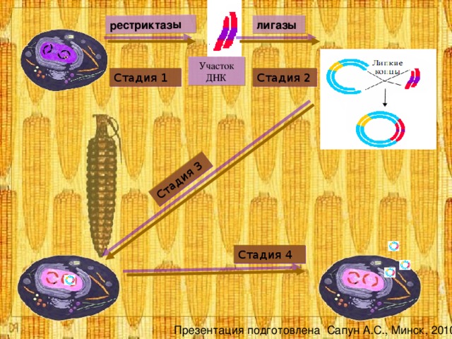 рестриктазы Стадия 3 лигазы Участок ДНК Стадия 1 Стадия 2 Стадия 4 Презентация подготовлена Сапун А.С., Минск, 2010 