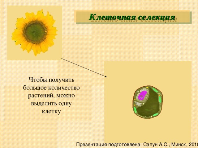 Клеточная селекция Чтобы получить большое количество растений, можно выделить одну клетку Презентация подготовлена Сапун А.С., Минск, 2010 