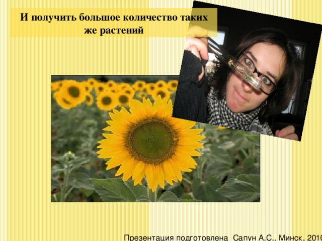 И получить большое количество таких же растений Презентация подготовлена Сапун А.С., Минск, 2010 
