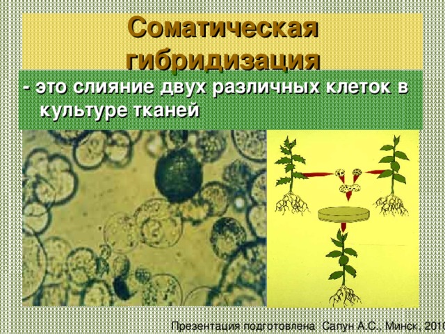 Соматическая гибридизация - это слияние двух различных клеток в культуре тканей Презентация подготовлена Сапун А.С., Минск, 2010 