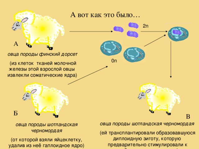 А вот как это было… 2n А овца породы финский дорсет  (из клеток тканей молочной железы этой взрослой овцы извлекли соматические ядра) 0n Б В овца породы шотландская черномордая  (ей трансплантировали образовавшуюся диплоидную зиготу, которую предварительно стимулировали к дроблению электрошоком) овца породы шотландская черномордая (от которой взяли яйцеклетку, удалив из неё гаплоидное ядро) 