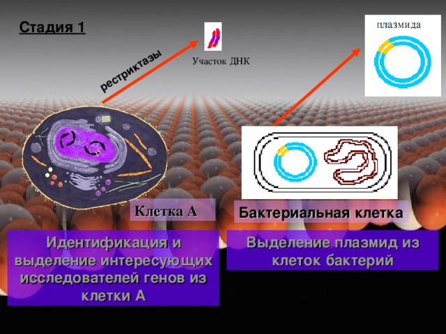 рестриктазы Стадия 1 Участок ДНК Клетка А Бактериальная клетка Идентификация и выделение интересующих исследователей генов из клетки А Выделение плазмид из клеток бактерий 