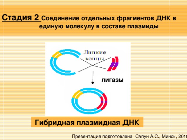 Стадия 2 Соединение отдельных фрагментов ДНК в   единую молекулу в составе плазмиды лигазы Гибридная плазмидная ДНК Презентация подготовлена Сапун А.С., Минск, 2010 