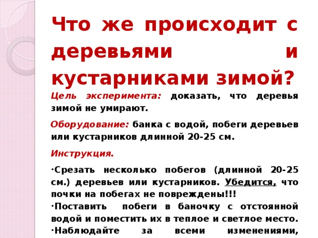 Что же происходит с деревьями и кустарниками зимой? Цель эксперимента: доказать, что деревья зимой не умирают. Оборудование:  банка с водой, побеги деревьев или кустарников длинной 20-25 см. Инструкция. Срезать несколько побегов (длинной 20-25 см.) деревьев или кустарников. Убедится, что почки на побегах не повреждены!!! Поставить побеги в баночку с отстоянной водой и поместить их в теплое и светлое место. Наблюдайте за всеми изменениями, происходящими с побегами.  Зафиксируйте наблюдения. Сделайте вывод. 