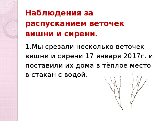 Наблюдения за распусканием веточек вишни и сирени. 1.Мы срезали несколько веточек вишни и сирени 17 января 2017г. и поставили их дома в тёплое место в стакан с водой.   