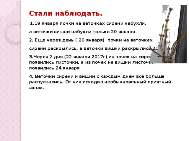 Стали наблюдать.   1.19 января почки на веточках сирени набухли, а веточки вишни набухли только 20 января . 2. Еще через день ( 20 января) почки на веточках сирени раскрылись, а веточки вишни раскрылись 21 января. 3.Через 2 дня (22 января 2017г) из почек на сирени появились листочки, а из почек на вишни листочки появились 24 января. 4. Веточки сирени и вишни с каждым днем всё больше распускались. От них исходил необыкновенный приятный запах.   