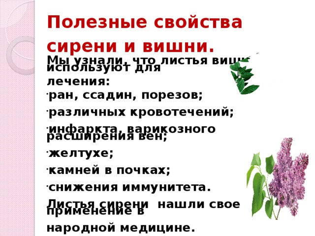 Полезные свойства сирени и вишни. Мы узнали, что листья вишни используют для  лечения:  ран, ссадин, порезов;  различных кровотечений;  инфаркта, варикозного расширения вен;  желтухе;  камней в почках;  снижения иммунитета.  Листья сирени нашли свое применение в  народной медицине.  