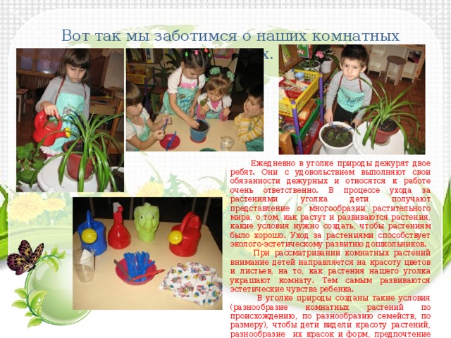 Вот так мы заботимся о наших комнатных растениях.  Ежедневно в уголке природы дежурят двое ребят. Они с удовольствием выполняют свои обязанности дежурных и относятся к работе очень ответственно. В процессе ухода за растениями уголка дети получают представление о многообразии растительного мира, о том, как растут и развиваются растения, какие условия нужно создать, чтобы растениям было хорошо. Уход за растениями способствует эколого-эстетическому развитию дошкольников.  При рассматривании комнатных растений внимание детей направляется на красоту цветов и листьев, на то, как растения нашего уголка украшают комнату. Тем самым развиваются эстетические чувства ребенка.  В уголке природы созданы такие условия (разнообразие комнатных растений по происхождению, по разнообразию семейств, по размеру), чтобы дети видели красоту растений, разнообразие их красок и форм, предпочтение живых растений перед искусственными. 