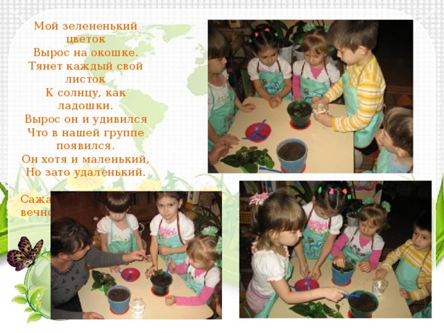 Мой зелененький цветок Вырос на окошке. Тянет каждый свой листок К солнцу, как ладошки. Вырос он и удивился Что в нашей группе появился. Он хотя и маленький, Но зато удаленький. Сажаем бегонию вечноцветущую. 