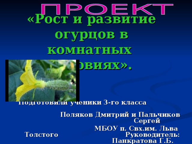 «Рост и развитие огурцов в комнатных условиях».       Подготовили ученики 3-го класса Поляков Дмитрий и Пальчиков Сергей  МБОУ п. Свх.им. Льва Толстого Руководитель: Панкратова Г.Б .  учитель начальных классов