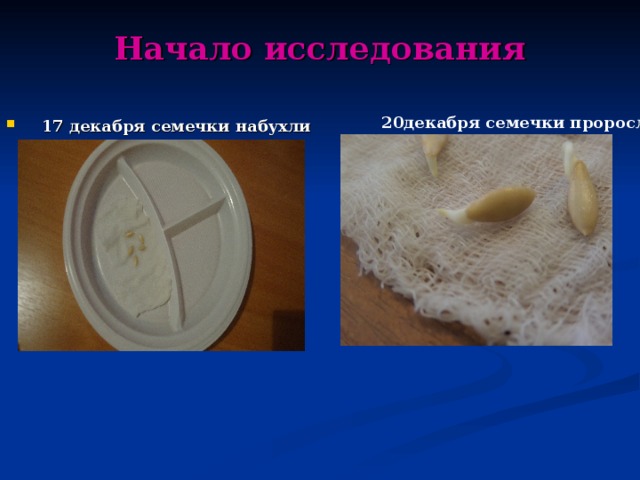 Начало исследования   17 декабря семечки набухли 20декабря семечки проросли