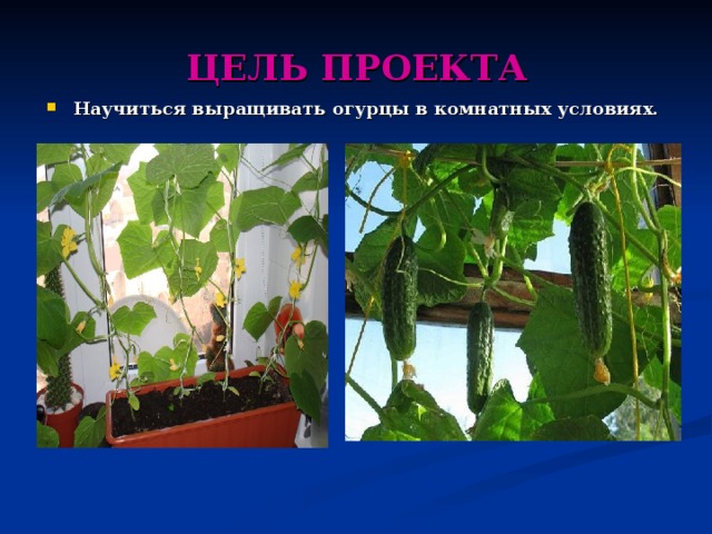 ЦЕЛЬ ПРОЕКТА