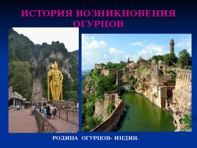 ИСТОРИЯ ВОЗНИКНОВЕНИЯ ОГУРЦОВ                  РОДИНА ОГУРЦОВ– ИНДИЯ.