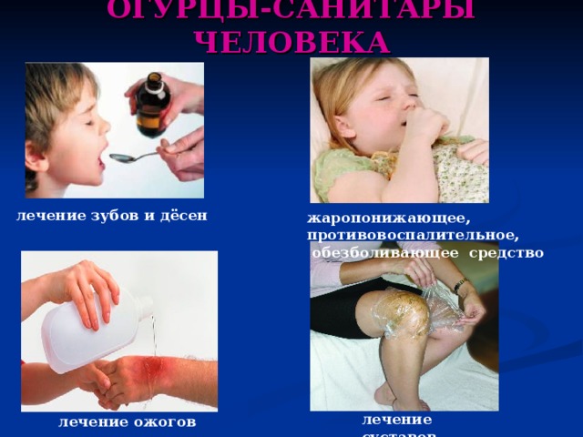 ОГУРЦЫ-САНИТАРЫ ЧЕЛОВЕКА лечение зубов и дёсен жаропонижающее, противовоспалительное,  обезболивающее средство лечение суставов лечение ожогов