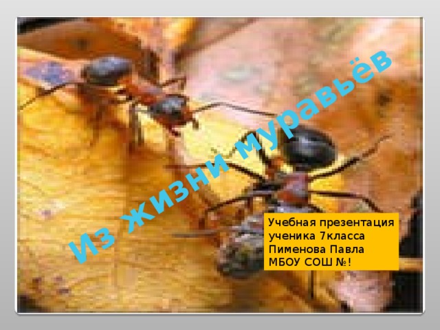 Из жизни муравьёв Учебная презентация ученика 7класса Пименова Павла МБОУ СОШ №! 