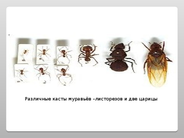 Различные касты муравьёв –листорезов и две царицы 