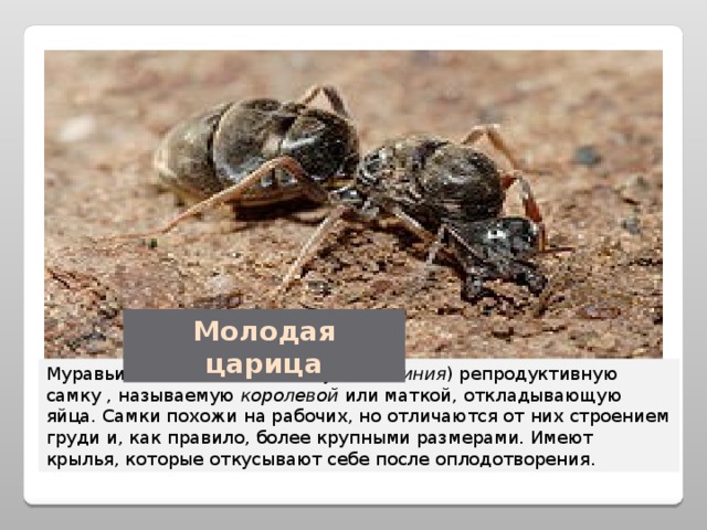 Молодая царица Муравьиная семья имеет одну ( моногиния ) репродуктивную самку , называемую королевой или маткой, откладывающую яйца. Самки похожи на рабочих, но отличаются от них строением груди и, как правило, более крупными размерами. Имеют крылья, которые откусывают себе после оплодотворения. 