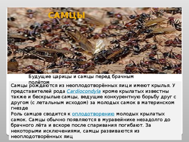 самцы Будущие царицы и самцы перед брачным полётом Самцы рождаются из неоплодотворённых яиц  и имеют крылья. У представителей рода Cardiocondyla кроме крылатых известны также и бескрылые самцы, ведущие конкурентную борьбу друг с другом (с летальным исходом) за молодых самок в материнском гнезде Роль самцов сводится к оплодотворению молодых крылатых самок. Самцы обычно появляются в муравейнике незадолго до брачного лёта и вскоре после спаривания погибают. За некоторыми исключениями, самцы развиваются из неоплодотворённых яиц 