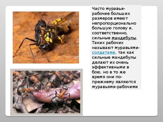 Часто муравьи-рабочие больших размеров имеют непропорционально большую голову и, соответственно, сильные мандибулы . Таких рабочих называют муравьями- солдатами , так как сильные мандибулы делают их очень эффективными в бою, но в то же время они по-прежнему являются муравьями-рабочими 