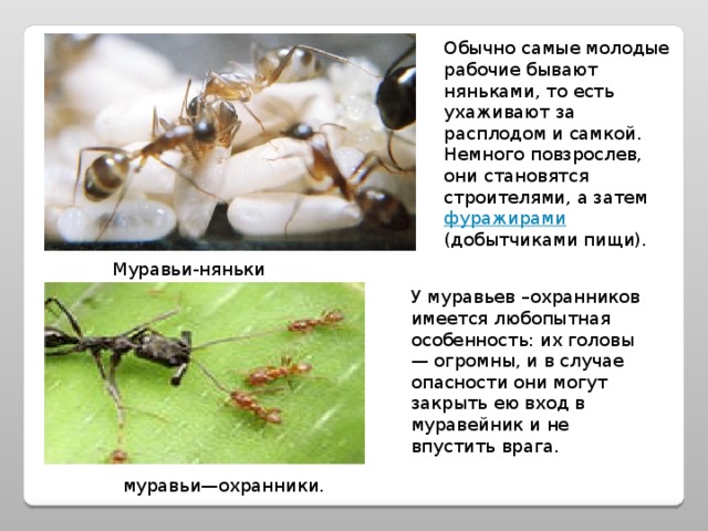 Обычно самые молодые рабочие бывают няньками, то есть ухаживают за расплодом и самкой. Немного повзрослев, они становятся строителями, а затем фуражирами (добытчиками пищи). Муравьи-няньки У муравьев –охранников имеется любопытная особенность: их головы — огромны, и в случае опасности они могут закрыть ею вход в муравейник и не впустить врага.   муравьи—охранники. 