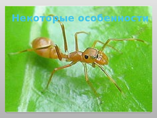 Некоторые особенности 