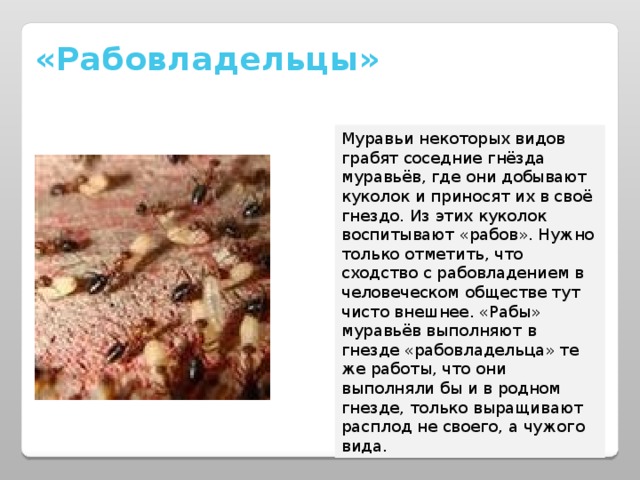 «Рабовладельцы» Муравьи некоторых видов грабят соседние гнёзда муравьёв, где они добывают куколок и приносят их в своё гнездо. Из этих куколок воспитывают «рабов». Нужно только отметить, что сходство с рабовладением в человеческом обществе тут чисто внешнее. «Рабы» муравьёв выполняют в гнезде «рабовладельца» те же работы, что они выполняли бы и в родном гнезде, только выращивают расплод не своего, а чужого вида. 