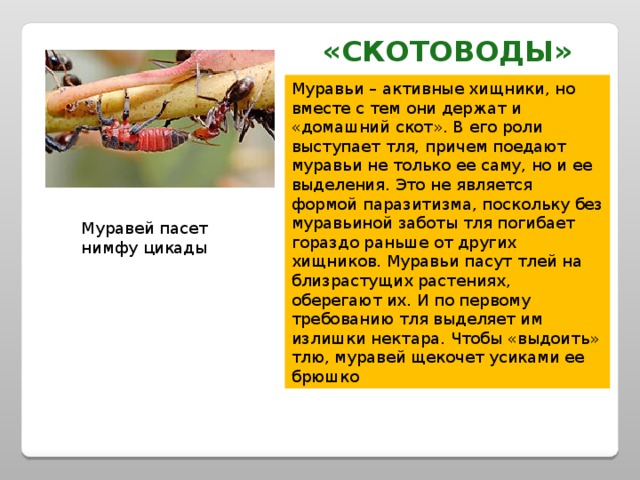 «Скотоводы» Муравьи – активные хищники, но вместе с тем они держат и «домашний скот». В его роли выступает тля, причем поедают муравьи не только ее саму, но и ее выделения. Это не является формой паразитизма, поскольку без муравьиной заботы тля погибает гораздо раньше от других хищников. Муравьи пасут тлей на близрастущих растениях, оберегают их. И по первому требованию тля выделяет им излишки нектара. Чтобы «выдоить» тлю, муравей щекочет усиками ее брюшко Муравей пасет нимфу цикады 