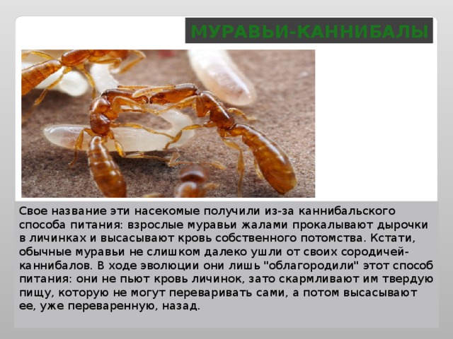 Муравьи-каннибалы Свое название эти насекомые получили из-за каннибальского способа питания: взрослые муравьи жалами прокалывают дырочки в личинках и высасывают кровь собственного потомства. Кстати, обычные муравьи не слишком далеко ушли от своих сородичей-каннибалов. В ходе эволюции они лишь 