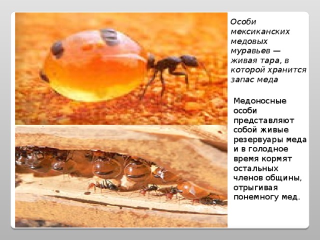 Особи мексиканских медовых муравьев — живая тара, в которой хранится запас меда Медоносные особи представляют собой живые резервуары меда и в голодное время кормят остальных членов общины, отрыгивая понемногу мед. 