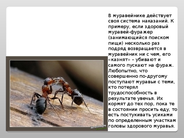 В муравейнике действует своя система наказаний. К примеру, если здоровый муравей-фуражер (занимающийся поиском пищи) несколько раз подряд возвращается в муравейник ни с чем, его «казнят» – убивают и самого пускают на фураж. Любопытно, что совершенно по-другому поступают муравьи с теми, кто потерял трудоспособность в результате увечья. Их кормят до тех пор, пока те в состоянии просить еду, то есть постукивать усиками по определенным участкам головы здорового муравья.   