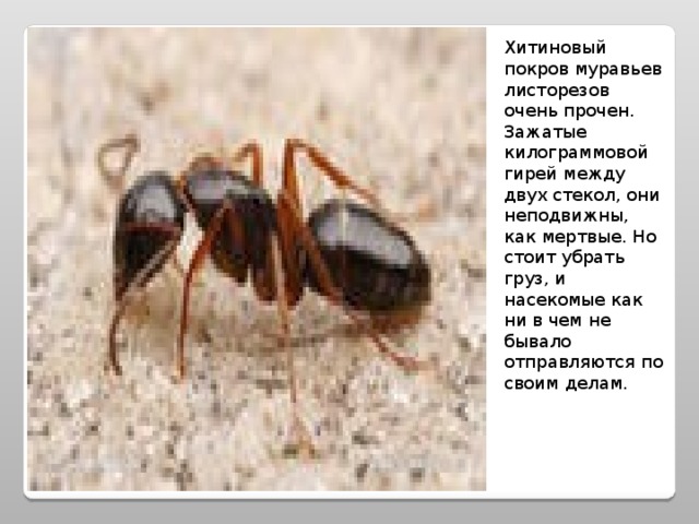 Хитиновый покров муравьев листорезов очень прочен. Зажатые килограммовой гирей между двух стекол, они неподвижны, как мертвые. Но стоит убрать груз, и насекомые как ни в чем не бывало отправляются по своим делам.   