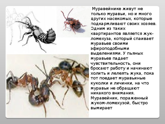  Муравейнике живут не только муравьи, но и много других насекомых, которые подкармливают своих хозяев. Одним из таких квартирантов является жук-ломехуза, который спаивает муравьев своими эфироподобными выделениями. У пьяных муравьев падает чувствительность, они бросают работу и начинают холить и лелеять жука, пока тот поедает муравьиные куколки и личинки, на что муравьи не обращают никакого внимания. Муравейник, пораженный жуком-ломехузой, быстро вымирает 