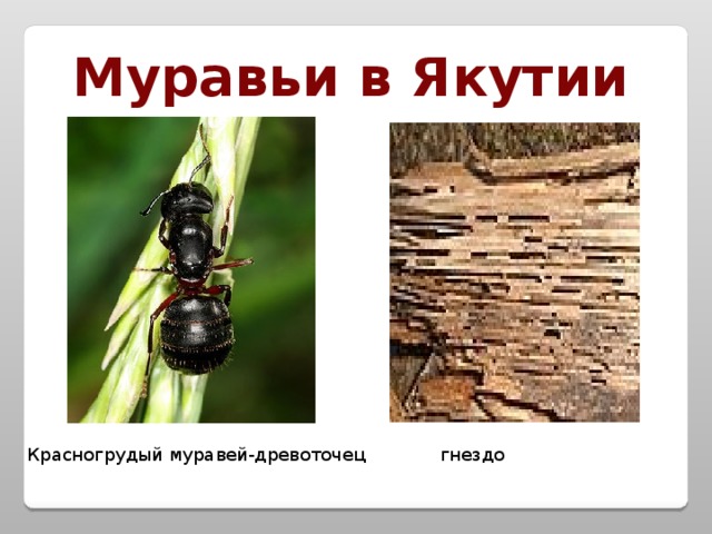 Муравьи в Якутии Красногрудый муравей-древоточец гнездо 
