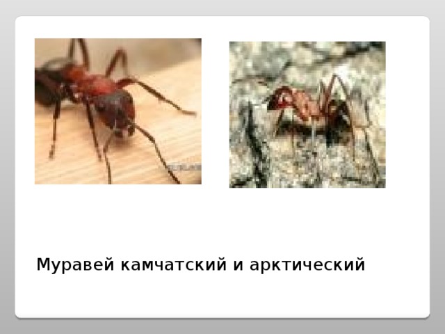 Муравей камчатский и арктический 