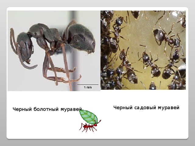 Черный садовый муравей Черный болотный муравей 