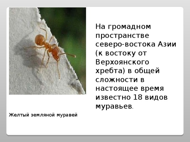 На громадном пространстве северо-востока Азии (к востоку от Верхоянского хребта) в общей сложности в настоящее время известно 18 видов муравьев . Желтый земляной муравей 
