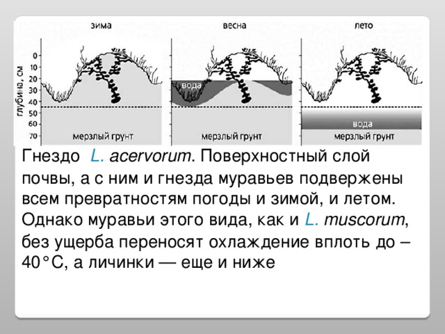 Гнездо  L. acervorum . Поверхностный слой почвы, а с ним и гнезда муравьев подвержены всем превратностям погоды и зимой, и летом. Однако муравьи этого вида, как и L. muscorum , без ущерба переносят охлаждение вплоть до –40°С, а личинки — еще и ниже  