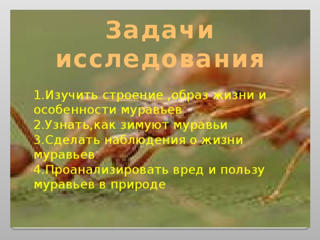 Задачи исследования 1.Изучить строение ,образ жизни и особенности муравьев 2.Узнать,как зимуют муравьи 3.Сделать наблюдения о жизни муравьев 4.Проанализировать вред и пользу муравьев в природе 