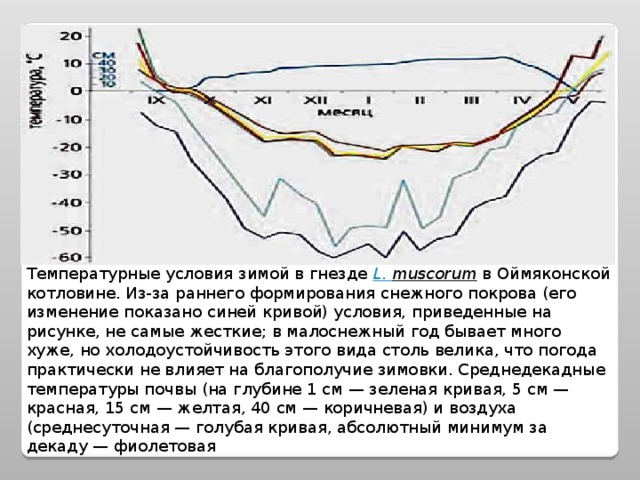 Температурные условия зимой в гнезде L. muscorum в Оймяконской котловине. Из-за раннего формирования снежного покрова (его изменение показано синей кривой) условия, приведенные на рисунке, не самые жесткие; в малоснежный год бывает много хуже, но холодоустойчивость этого вида столь велика, что погода практически не влияет на благополучие зимовки. Среднедекадные температуры почвы (на глубине 1 см — зеленая кривая, 5 см — красная, 15 см — желтая, 40 см — коричневая) и воздуха (среднесуточная — голубая кривая, абсолютный минимум за декаду — фиолетовая 