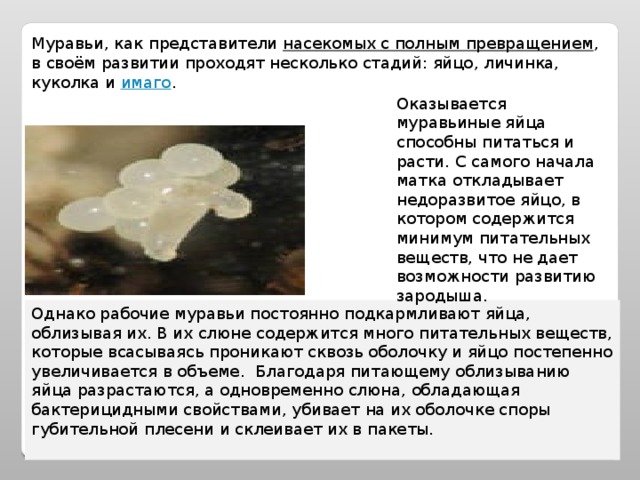 Муравьи, как представители насекомых с полным превращением , в своём развитии проходят несколько стадий: яйцо, личинка, куколка и имаго . Оказывается муравьиные яйца способны питаться и расти. С самого начала матка откладывает недоразвитое яйцо, в котором содержится минимум питательных веществ, что не дает возможности развитию зародыша. Однако рабочие муравьи постоянно подкармливают яйца, облизывая их. В их слюне содержится много питательных веществ, которые всасываясь проникают сквозь оболочку и яйцо постепенно увеличивается в объеме. Благодаря питающему облизыванию яйца разрастаются, а одновременно слюна, обладающая бактерицидными свойствами, убивает на их оболочке споры губительной плесени и склеивает их в пакеты.   