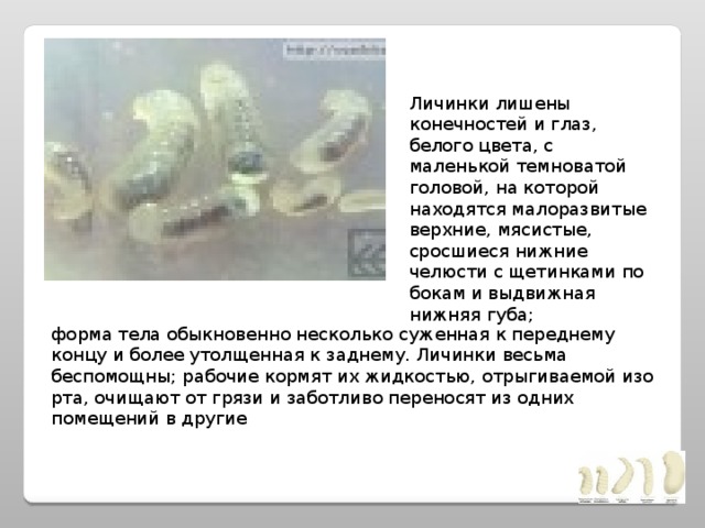 Личинки лишены конечностей и глаз, белого цвета, с маленькой темноватой головой, на которой находятся малоразвитые верхние, мясистые, сросшиеся нижние челюсти с щетинками по бокам и выдвижная нижняя губа; форма тела обыкновенно несколько суженная к переднему концу и более утолщенная к заднему. Личинки весьма беспомощны; рабочие кормят их жидкостью, отрыгиваемой изо рта, очищают от грязи и заботливо переносят из одних помещений в другие 