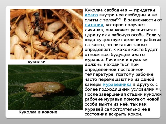 Куколка свободная — придатки имаго внутри неё свободны и не слиты с телом [55] . В зависимости от питания , которое получает личинка, она может развиться в царицу или рабочую особь. Если у вида существует деление рабочих на касты, то питание также определяет, к какой касте будет относиться будущее имаго муравья. Личинки и куколки должны находиться при определённой постоянной температуре, поэтому рабочие часто перемещают их из одной камеры муравейника в другую, с более подходящими условиями [56] . После завершения стадии куколки рабочие муравьи помогают новой особи выйти из неё, так как муравей самостоятельно не в состоянии вскрыть кокон. куколки Куколка в коконе 