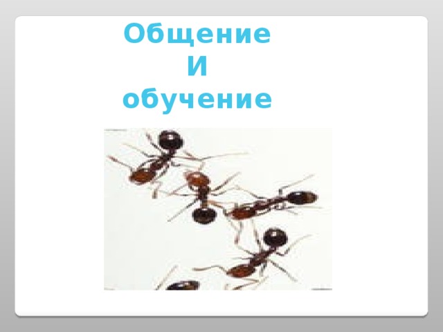 Общение И обучение 