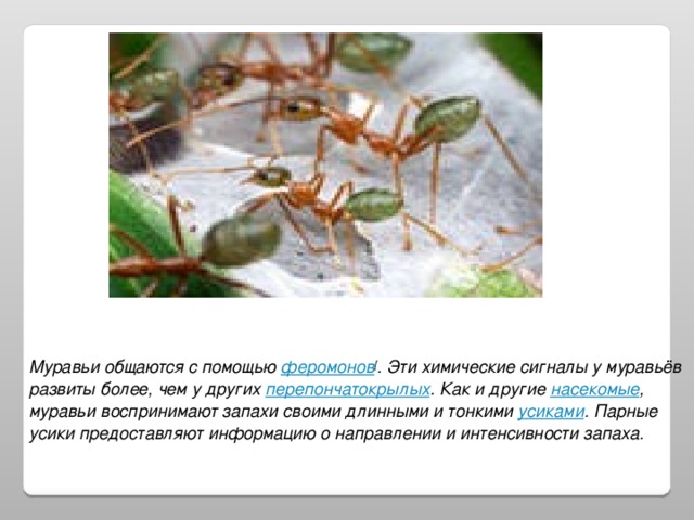 Муравьи общаются с помощью феромонов [ . Эти химические сигналы у муравьёв развиты более, чем у других перепончатокрылых . Как и другие насекомые , муравьи воспринимают запахи своими длинными и тонкими усиками . Парные усики предоставляют информацию о направлении и интенсивности запаха. 